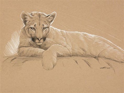 Young Mountain Lion Drawing By Norman Rawn Pixels