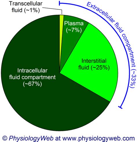 Physiology Chart Relative Sizes Of Body Fluid Compartments
