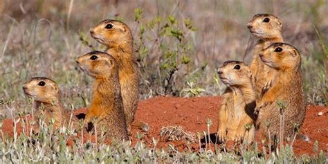 How To Get Rid Of Prairie Dogs Fast From Your Yard Garden Or Shed