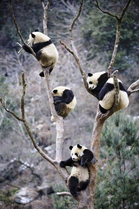 Cute Pandas Climbing A Tree Cute Animals Panda Bear
