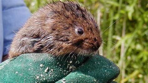 Water Voles Saved From Taunton Building Site Released Back Home Bbc News