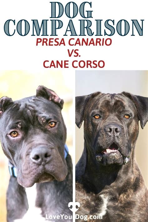 Presa Canario Vs Cane Corso Breed Differences And Similarities Cane