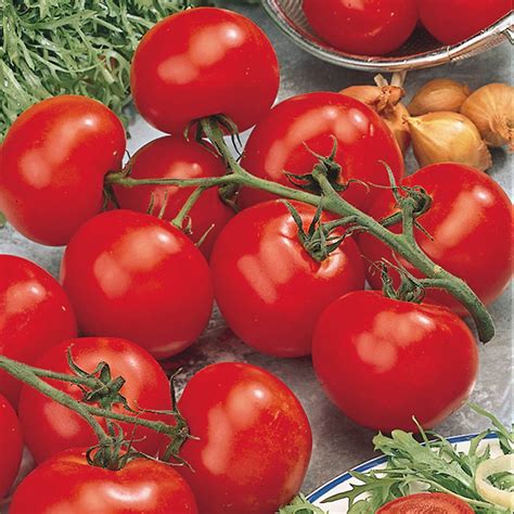 Better Boy Hybrid Tomato Plant Cromalinsupport
