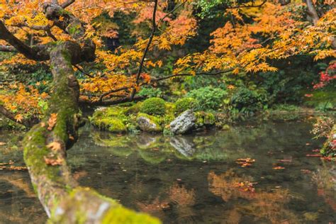 Autumn Maple Tree With Pond Lake Forest Garden In Kyoto Stock Photo