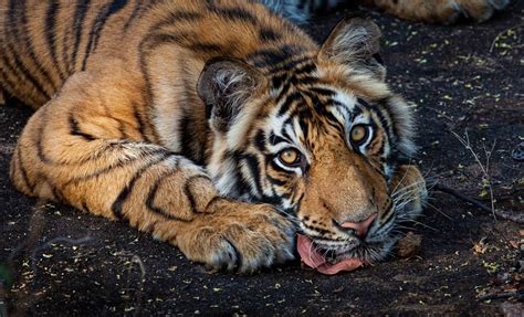 Tiger Laying Down Marko Dimitrijevic Photography