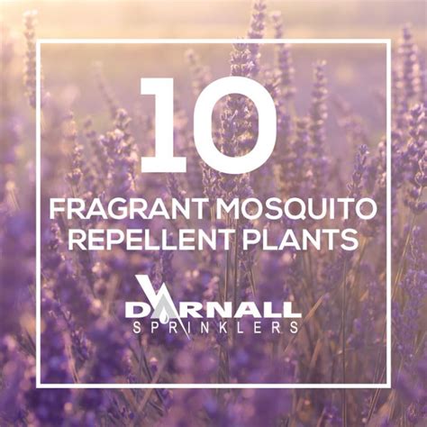 10 Fragrant Plants That Repel Mosquitoes Darnall Sprinklers