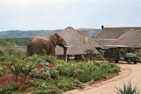 Eastern Cape Safari Lodges Port Elizabeth Safaris Down South