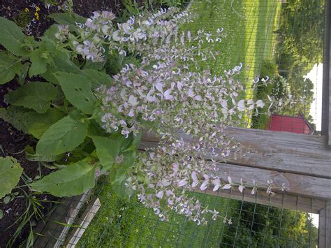 Sage grows quickly from seed. Clary Sage - Advice From The Herb Lady