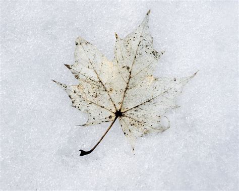Maple Leaf In Snow Stock Image Image Of Vein Pale Winter 21932299