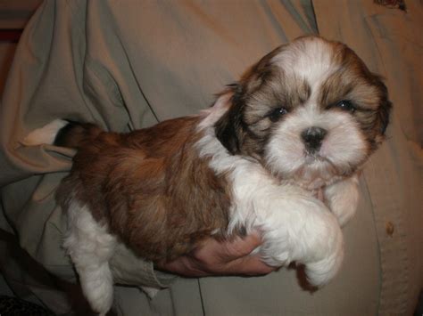 Puppies For Sale Shih Tzu Shih Tzus Chinese Imperial Shih Tzus