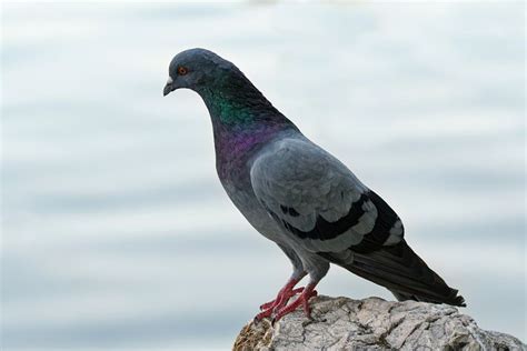 4000 Free Pigeons And Dove Images Pixabay