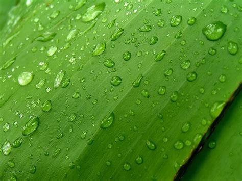 Wallpaper Leaves Grass Water Drops Green Dew Leaf Flower Drop