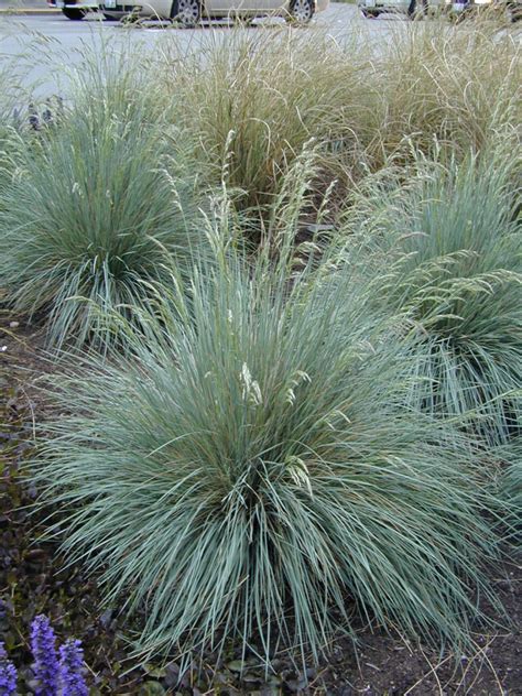 Helictotrichon Sempervirens Blue Oat Grass Plants4home