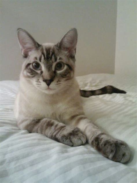 Siamese Blue Tabby Sydney At 6 Monthstabby Point Siamese Cute
