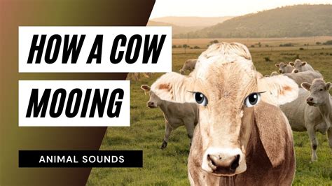 The Animal Sounds Cow Moo Sounds Loud Sound Effect Animation Youtube