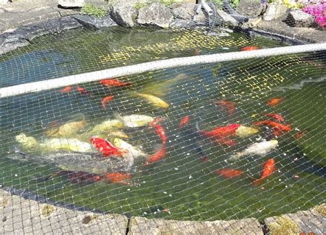 Pond Fish For Sale In Gainsborough Lincolnshire Gumtree