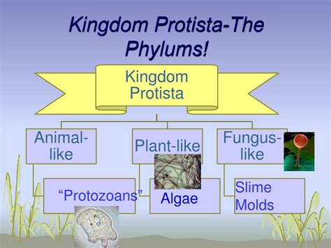 Ppt Kingdom Protista Powerpoint Presentation Free Download Id5354476