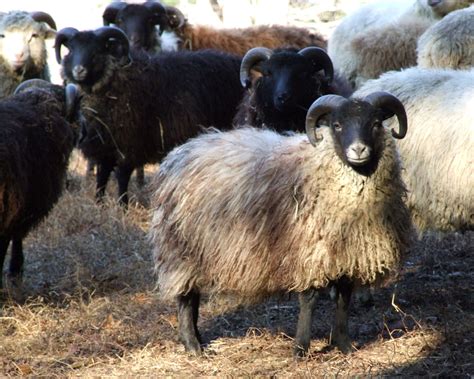 Shetland Sheep The Livestock Conservancy