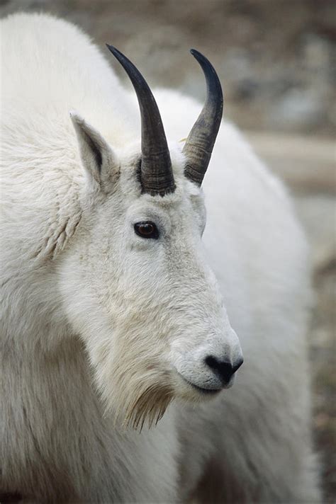 Mountain Goat In Alberta Canada Photograph By Doug Lindstrand