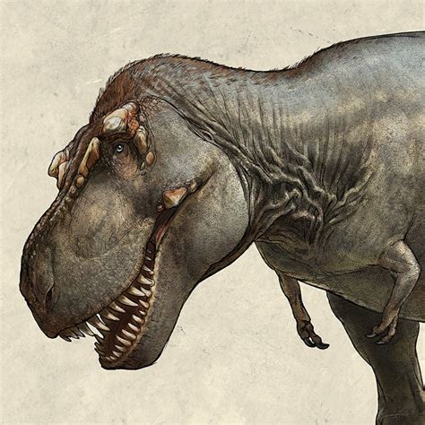 The Heaviest Tyrannosaurus Rex Specimen Ever Found—nicknamed Scotty