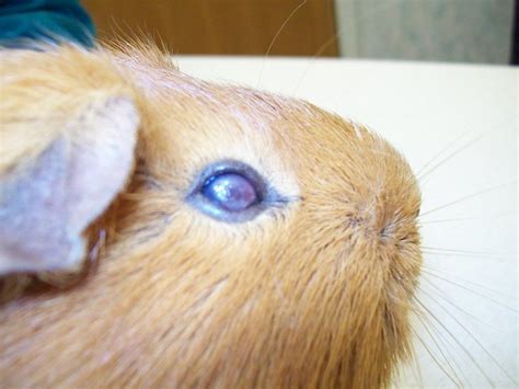Corneal Ulcer On A Guinea Pig Olathe Animal Hospital In Olathe Ks