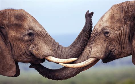Nature Animals Wildlife Elephants Wallpapers Hd Desktop And Mobile