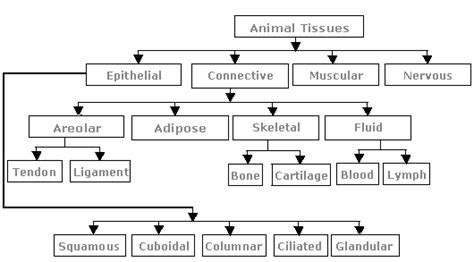 Neet Biology Structural Organization In Animals Study Notes