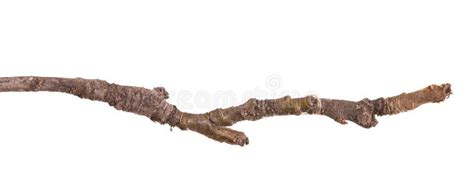 Dry Branches Of Trees Isolated On White Stock Photo Image Of Element