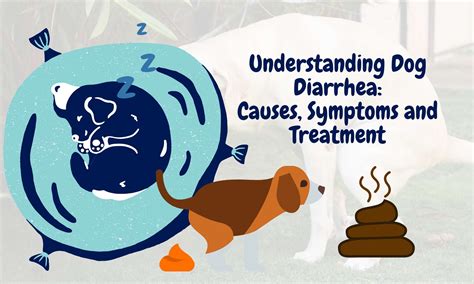 Understanding Dog Diarrhea Causes Symptoms And Treatment Pooch Ooze