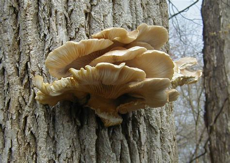 Indiana Mushroom On Tree Identifying Mushrooms
