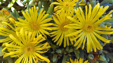 14 Yellow Flowering Perennials For Gardens | Horticulture.co.uk