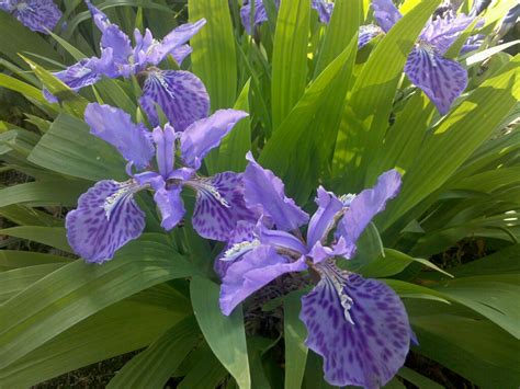 Japanese roof iris responds well to fertilization during. japanese roof iris | artzpot | Flickr