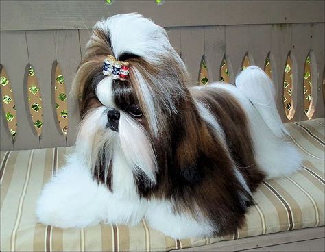 Is A Shih Tzu Dog The Right Breed For You The Pets Dialogue