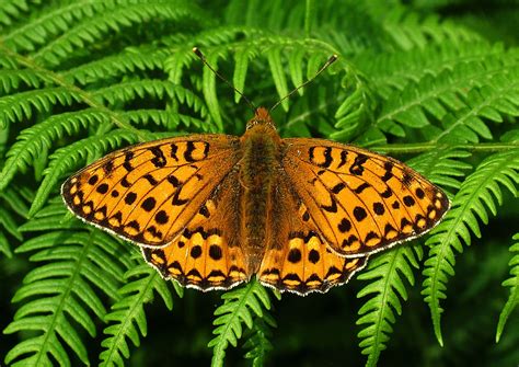 Image Detail For High Brown Fritillary Rare Animals