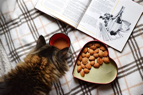 Cat food is food for consumption by cats. Can Cats Eat Peanut Butter? The Truth Behind Nuts, Nut ...