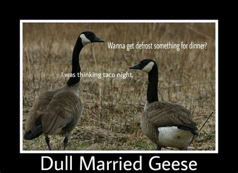 Dull Married Geese Meme With Images Funny Bunnies