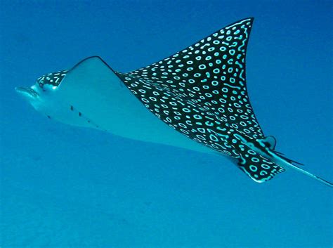 10.8 feet (3.3 m) to 16.4 feet (5 m). Spotted Eagle Ray - Aetobatus narinari - Isla Mujeres ...
