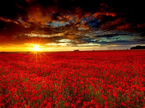 Sunrise On A Red Flower Field Field Wallpaper Red Flowers