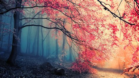 Check spelling or type a new query. forest, Trees, Pink Wallpapers HD / Desktop and Mobile ...