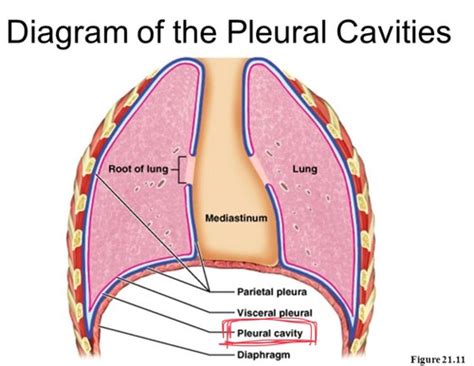 Part 2 Thorax Pleural Cavities Flashcards Quizlet