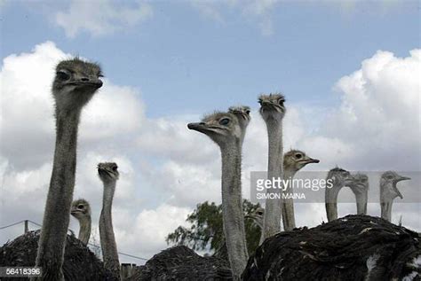 Race Of Ostriches Photos And Premium High Res Pictures Getty Images