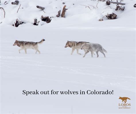 Mexican Wolves On Twitter Submit Your Comment By February 22 2023 To