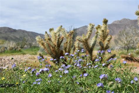 Anza Borrego Desert Wildflowers The Super Bloom In Ana B Flickr