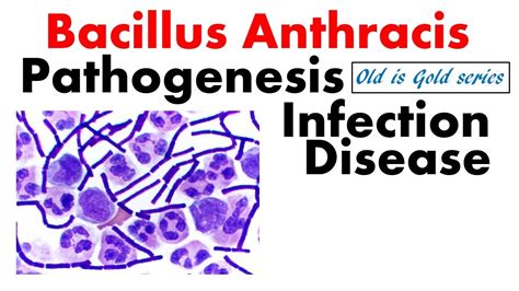Bacillus Anthracis Microbiology Pathogenesis Culture And Diseases