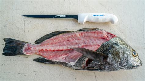 How To Fillet Black Drum Youtube