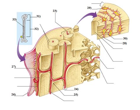 When adult, there is also yellow bone. Microscopic Anatomy of the Long Bone