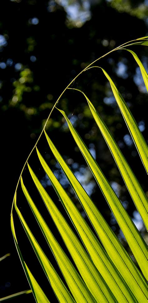 Free Images Grass Branch Light Sunlight Leaf Flower Line Green