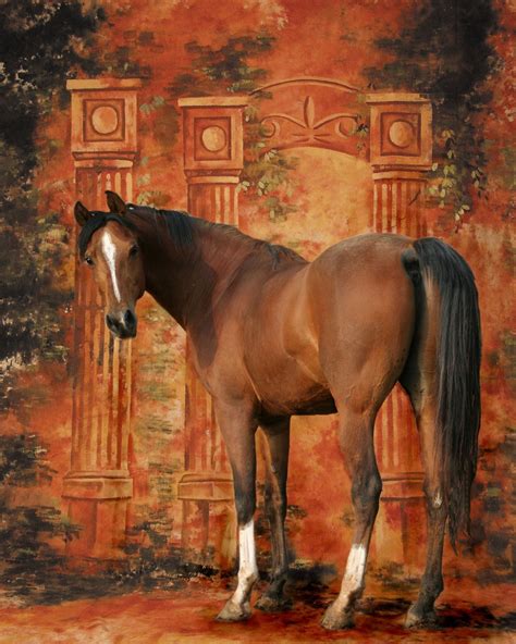 Download Equine Horse Stallion Royalty Free Stock Illustration Image