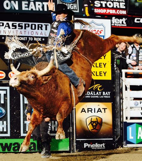 Buy A Bucking Bull Own A Piece Of An Extreme Sport Animal