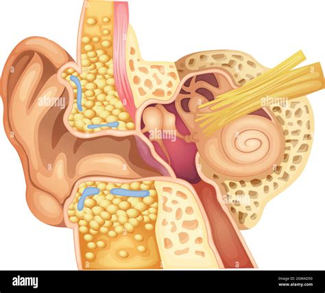 Ear Diagram Hi Res Stock Photography And Images Alamy